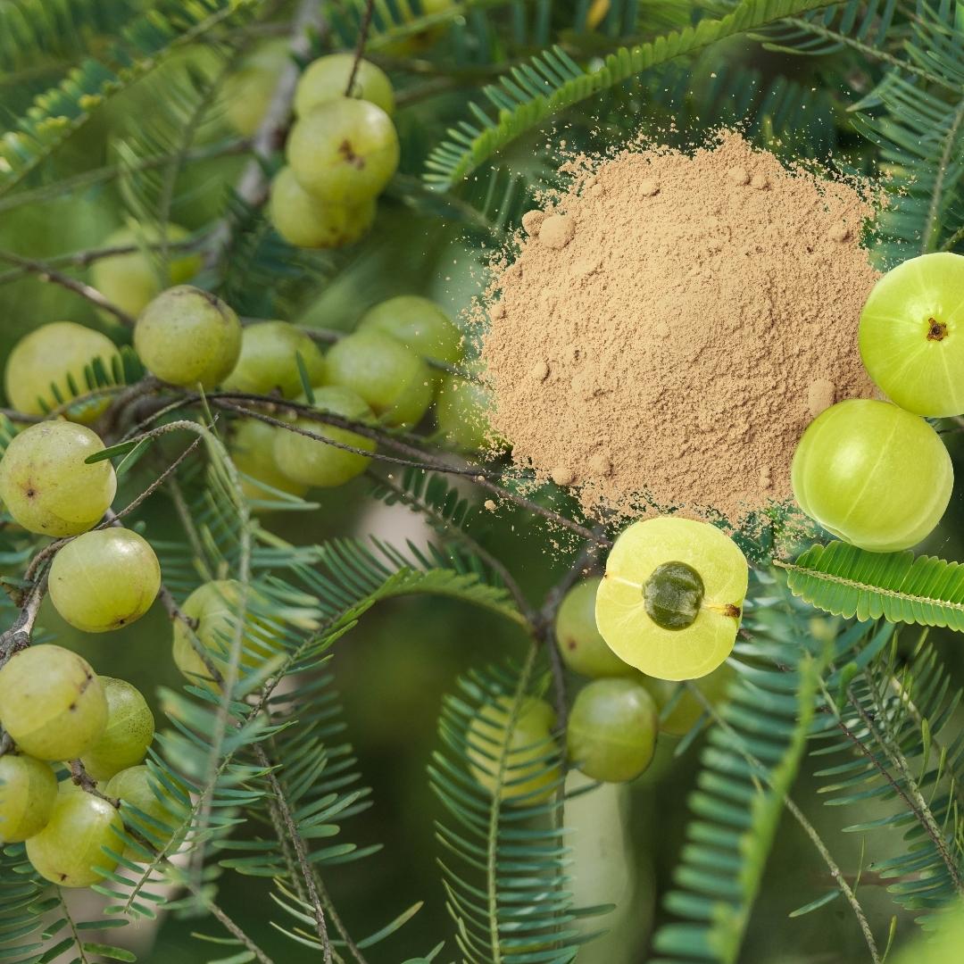 Premium Amla Powder – Pure & Nutrient-Rich