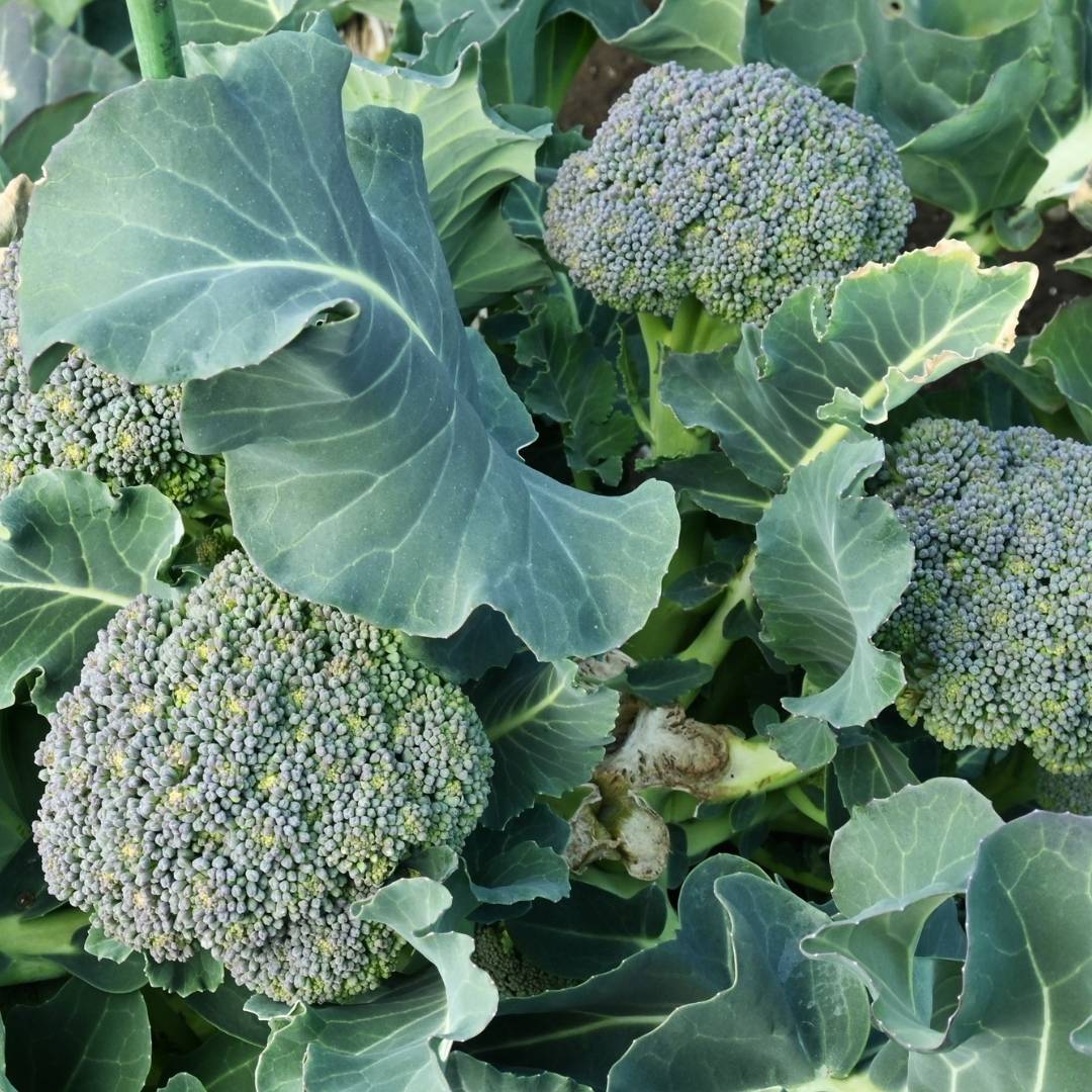 Premium Fresh Broccoli (Seasonal) – Fresh & Nutritious