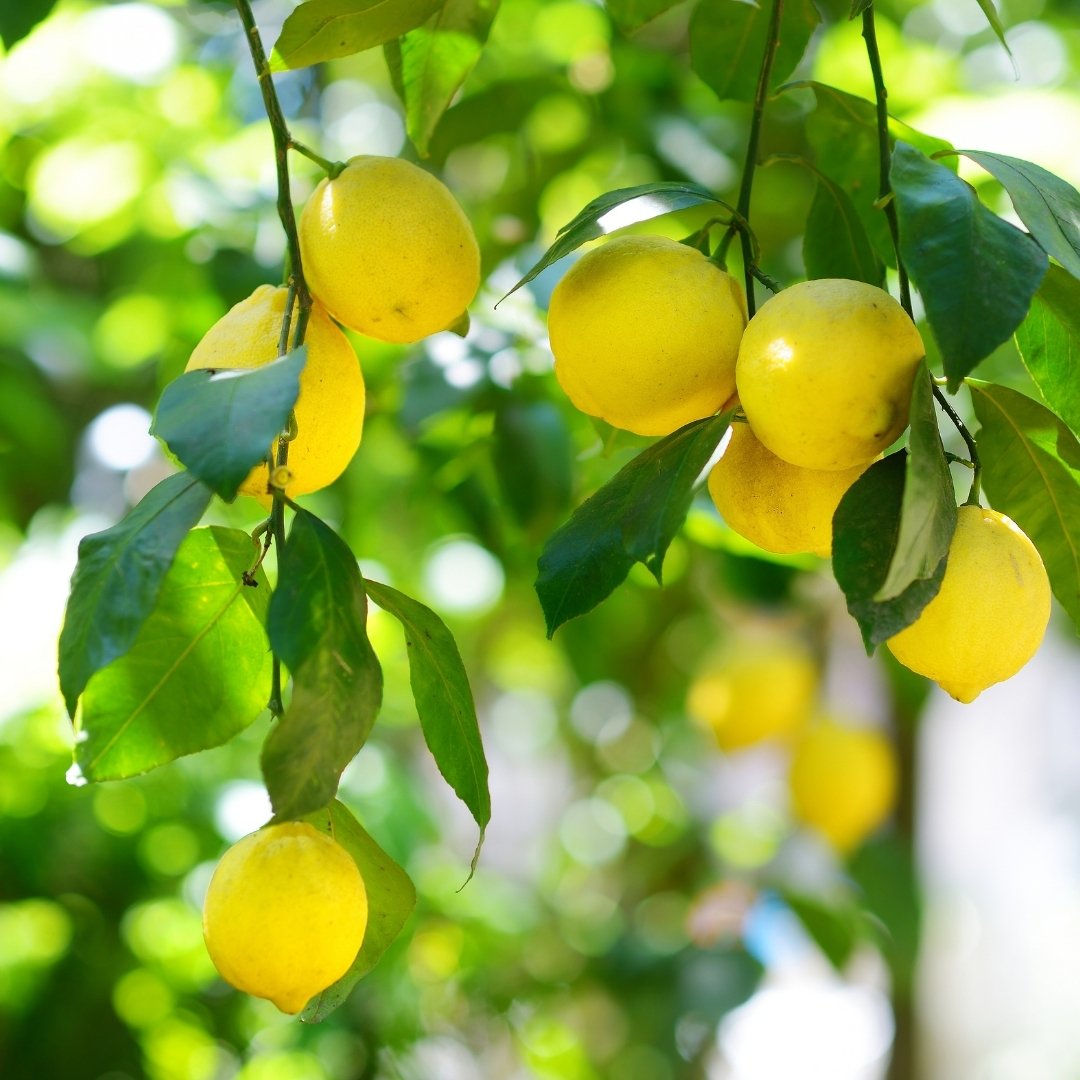 Premium Fresh Lemon – Juicy & Export Quality