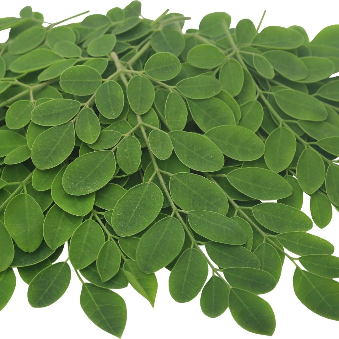 Premium Fresh Moringa Leaves – Fresh & Nutrient-Rich