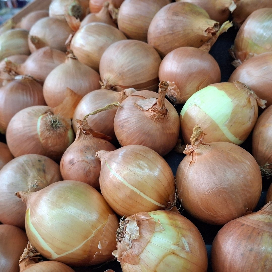 Premium Fresh Onion – Farm Fresh Export Quality
