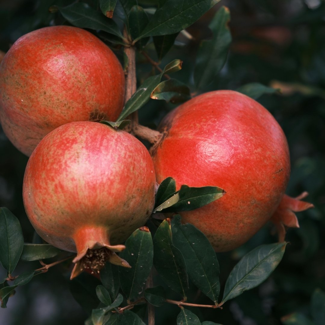 Premium Fresh Pomegranate – Juicy & Nutrient-Rich