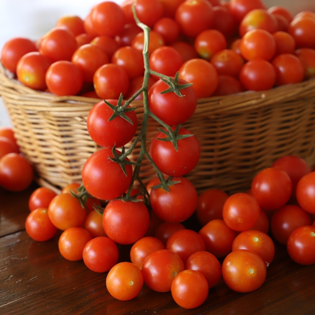Premium Fresh Tomatoes – Farm Fresh Export Quality